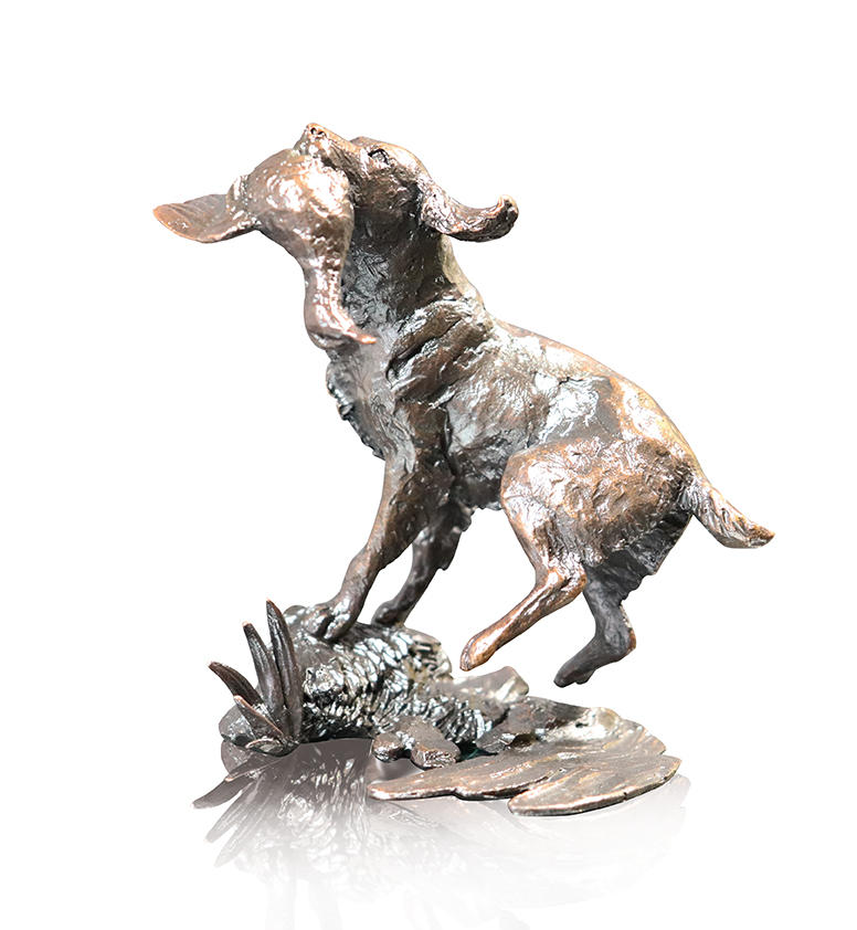 Springer Spaniel Retrieving (1071)