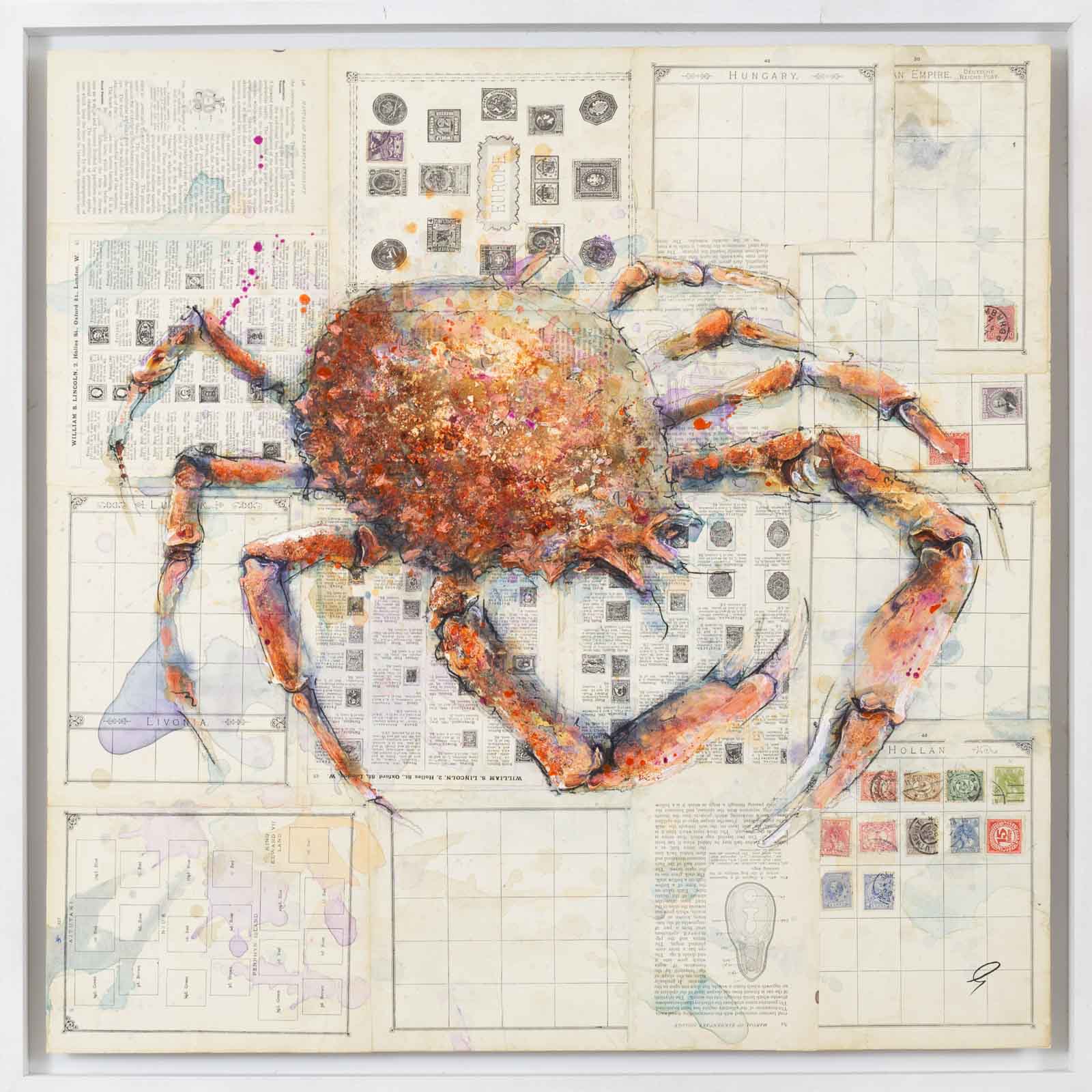 Spiny Spider Crab