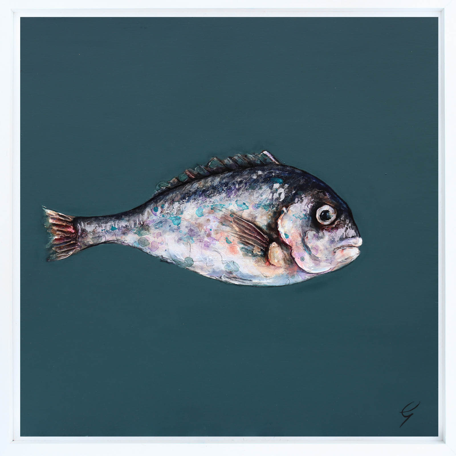 One Grey Sea Bream