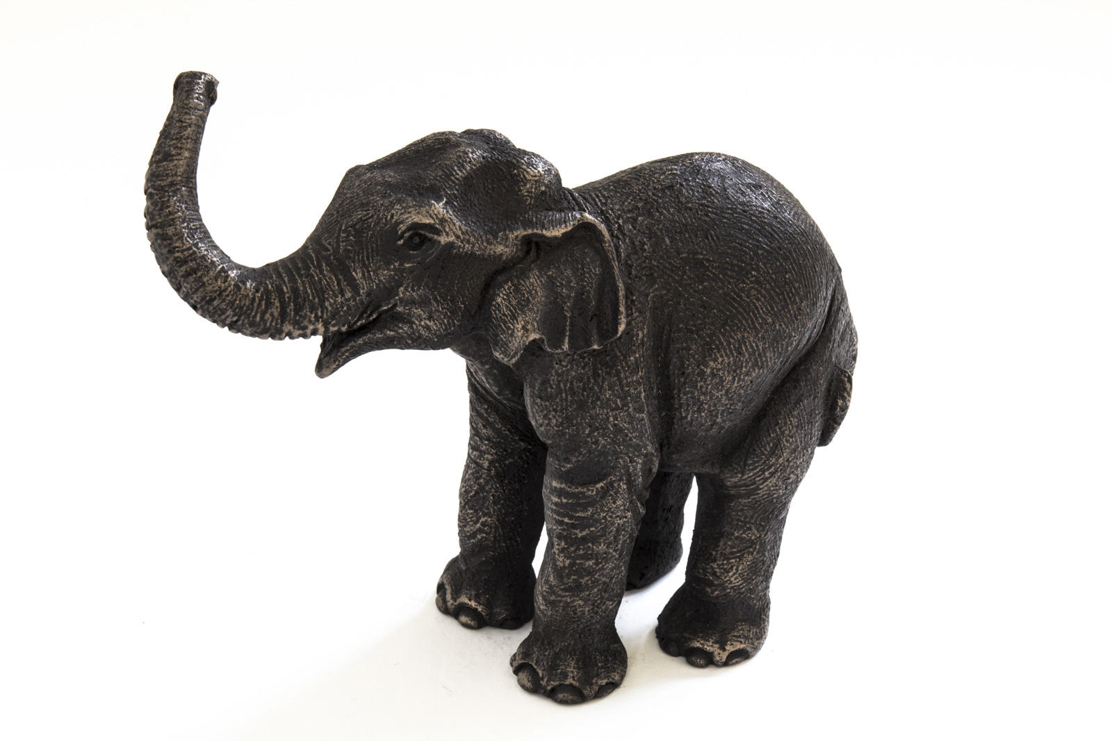 Asian Elephant Calf